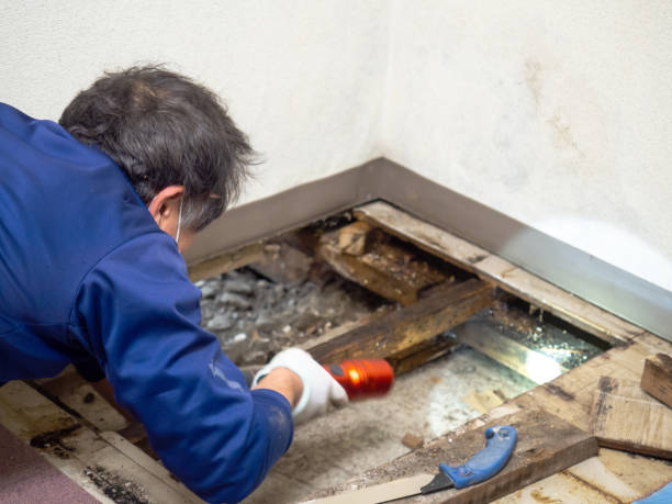Best Mold Testing  in Benicia, CA