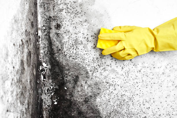 Best Commercial Mold Removal  in Benicia, CA