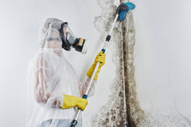 Benicia, CA Mold Removal Company