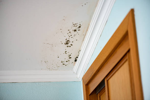 Best Affordable Mold Removal  in Benicia, CA
