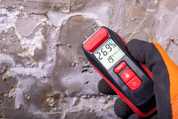 Best Same-Day Mold Removal  in Benicia, CA