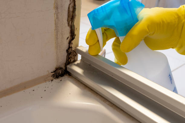 Mold Testing and Removal in Benicia, CA