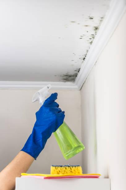Best Attic Mold Removal  in Benicia, CA
