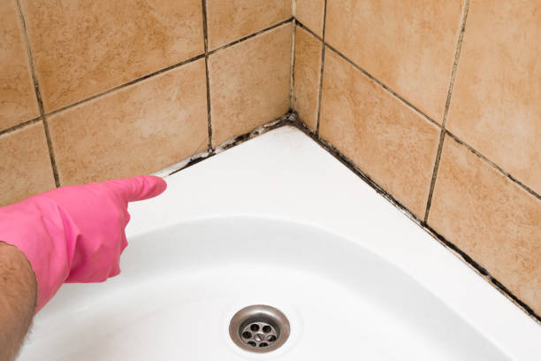 Best Local Mold Removal Service  in Benicia, CA