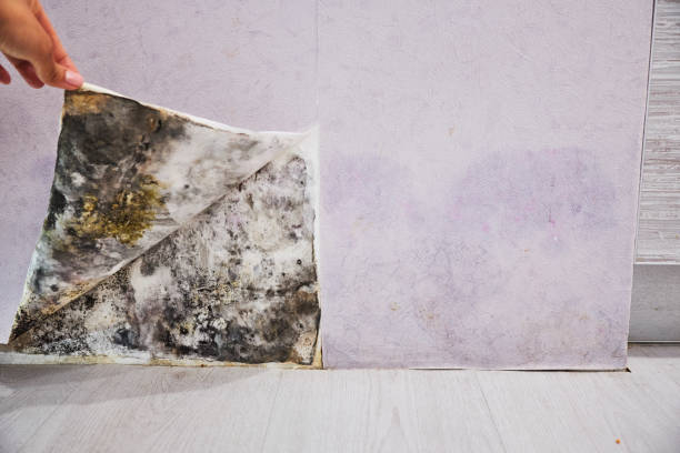 Best Mold Damage Repair  in Benicia, CA